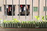 窗台的花盆绿植