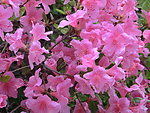 杜鹃花