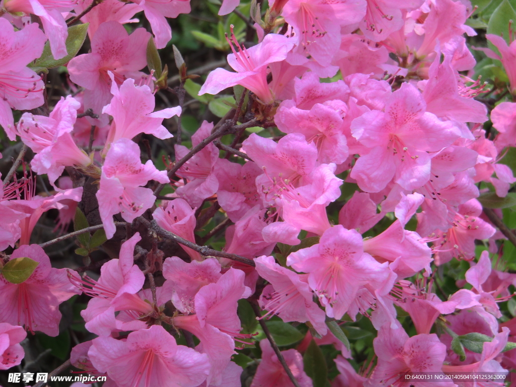杜鹃花