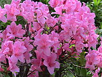 杜鹃花