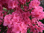 杜鹃花