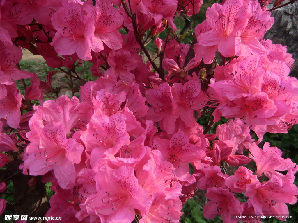 杜鹃花