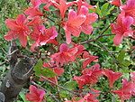 杜鹃花