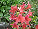杜鹃花