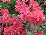 杜鹃花