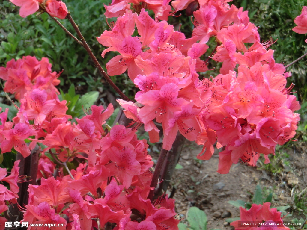 杜鹃花
