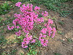 杜鹃花