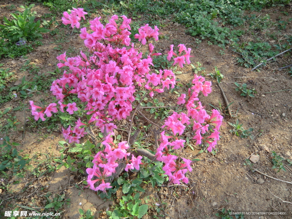 杜鹃花