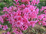 杜鹃花