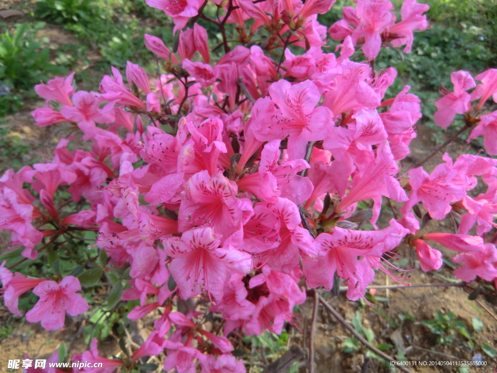 杜鹃花