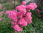 杜鹃花