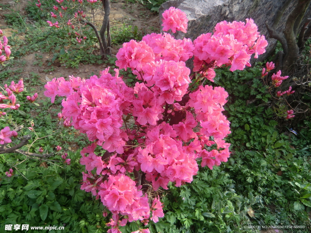杜鹃花