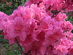 杜鹃花