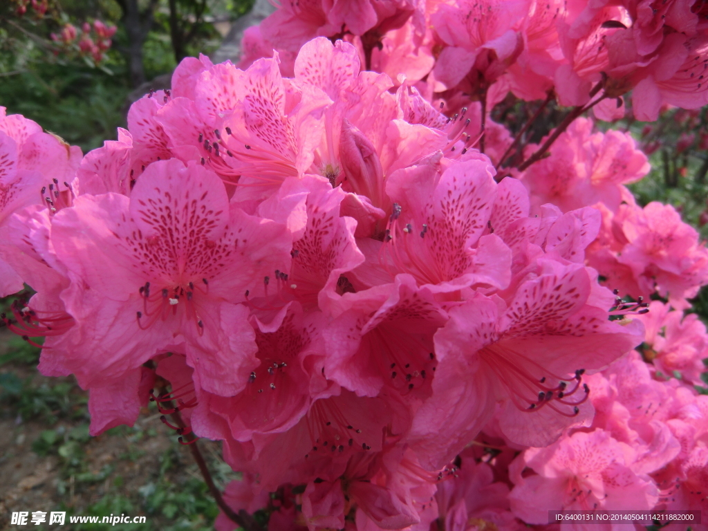 杜鹃花