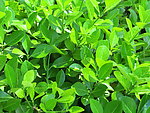 绿色植物