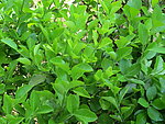绿色植物