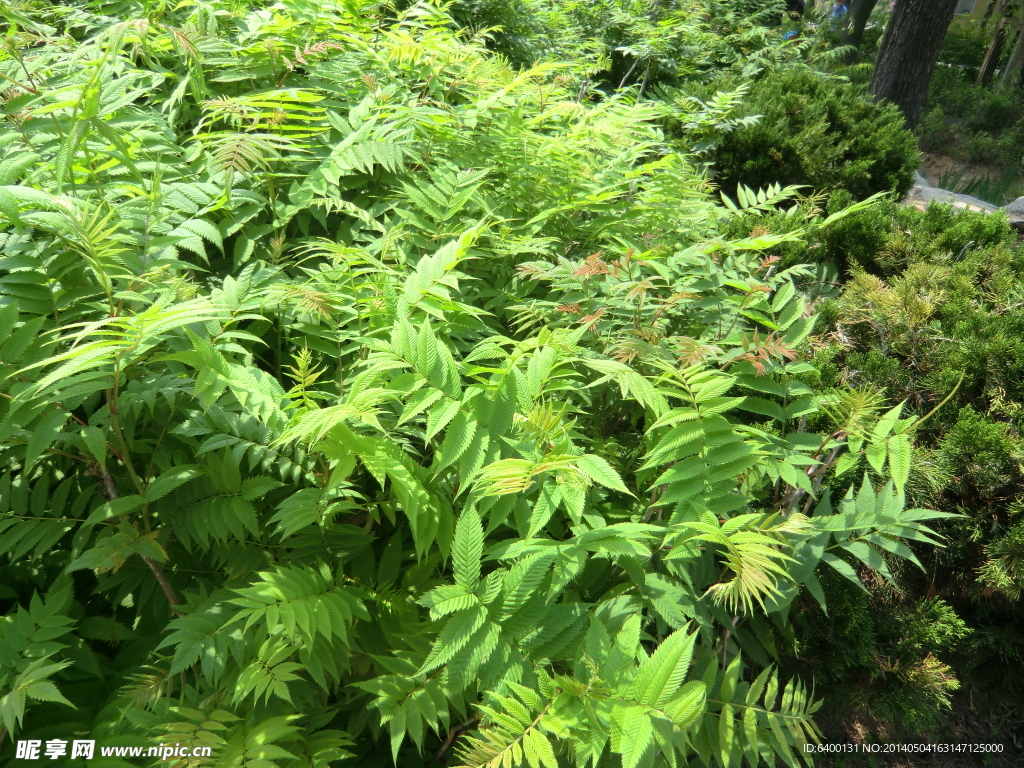 绿色植物