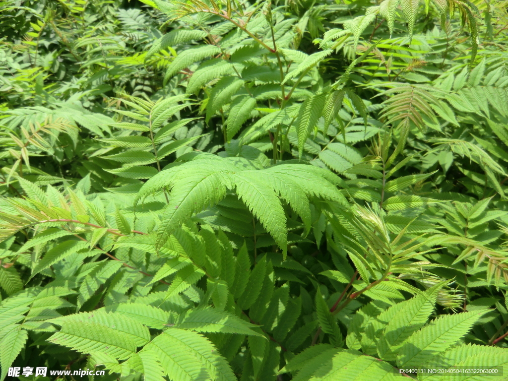 绿色植物