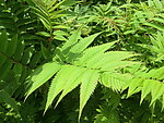 绿色植物