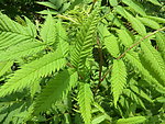 绿色植物