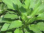 绿色野菜