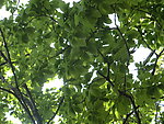 树叶 树木