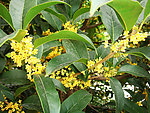 桂花