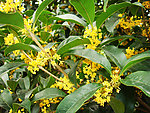 桂花
