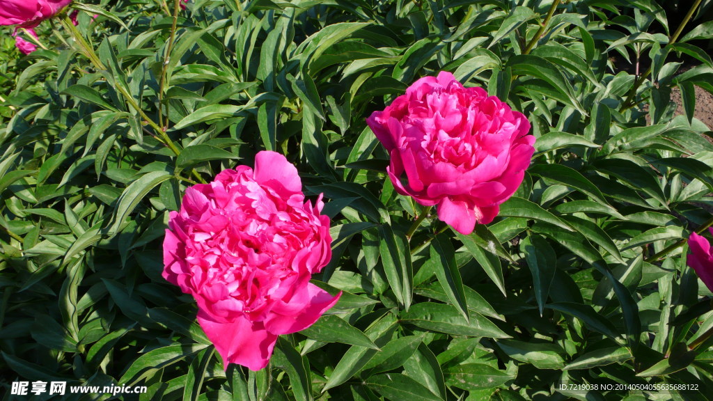 芍药
