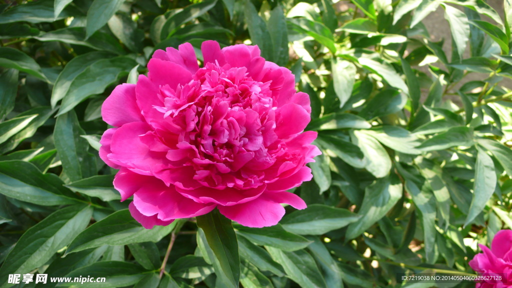 芍药