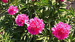 芍药