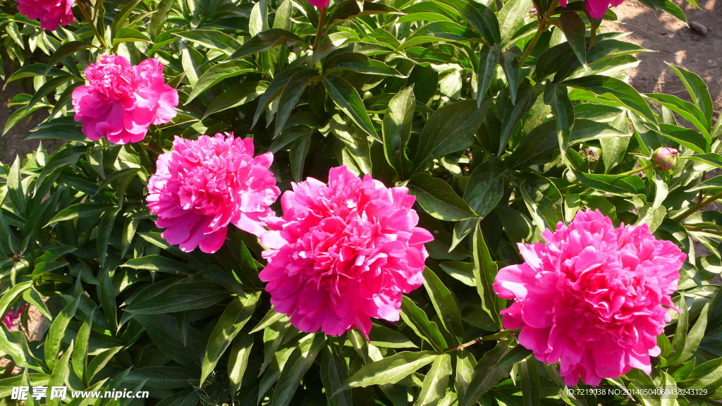 芍药