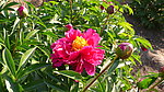 芍药