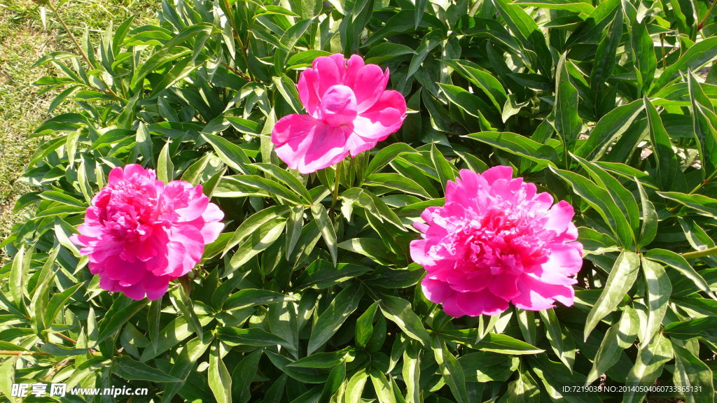 芍药