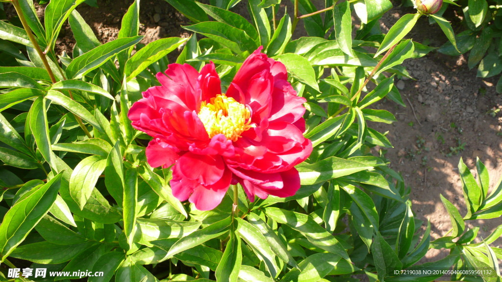 芍药