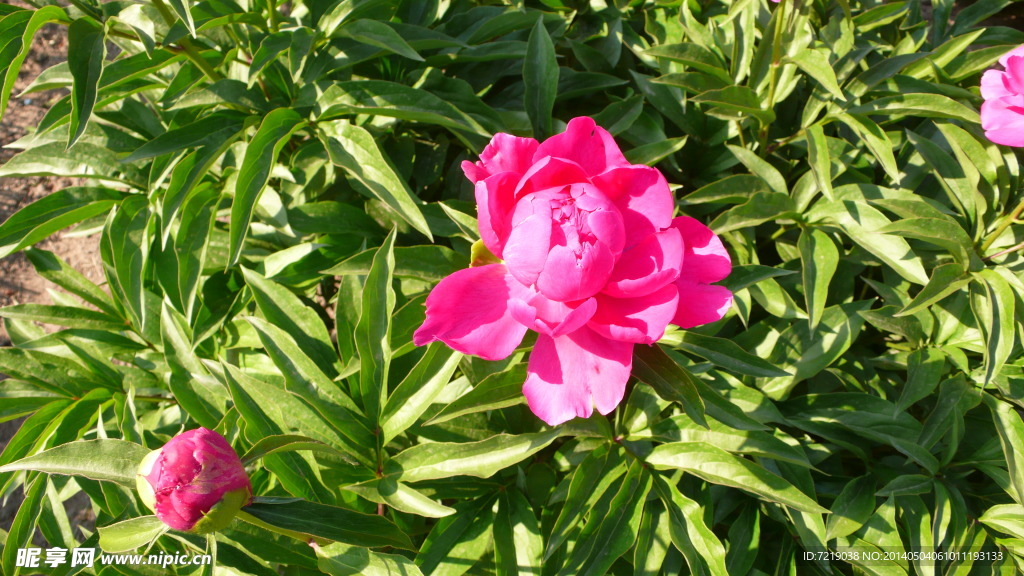 芍药