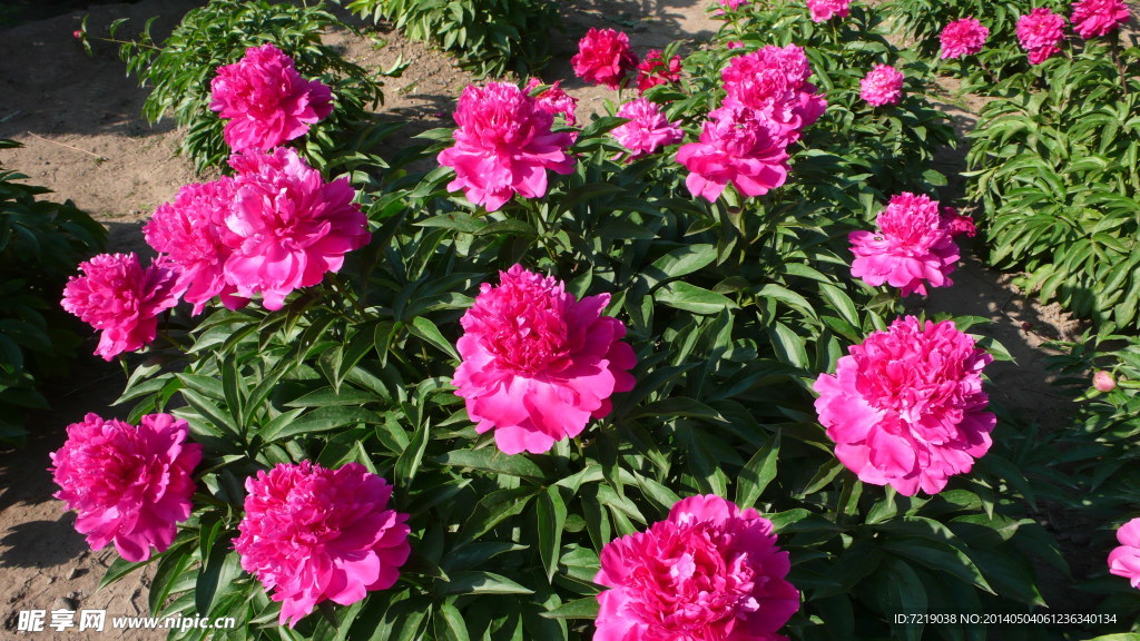 芍药