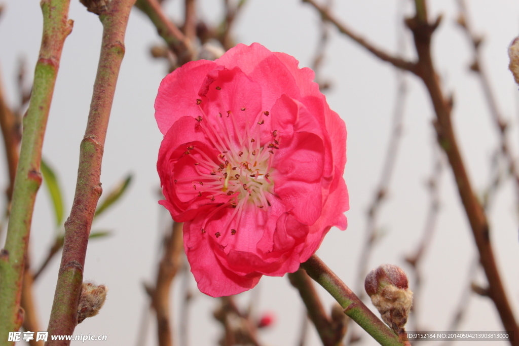 美丽的桃花