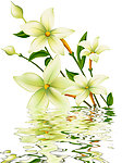 水中花卉