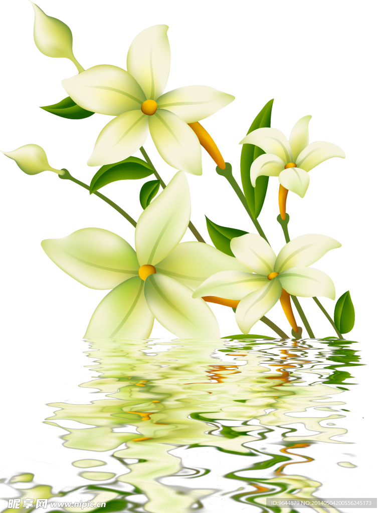 水中花卉