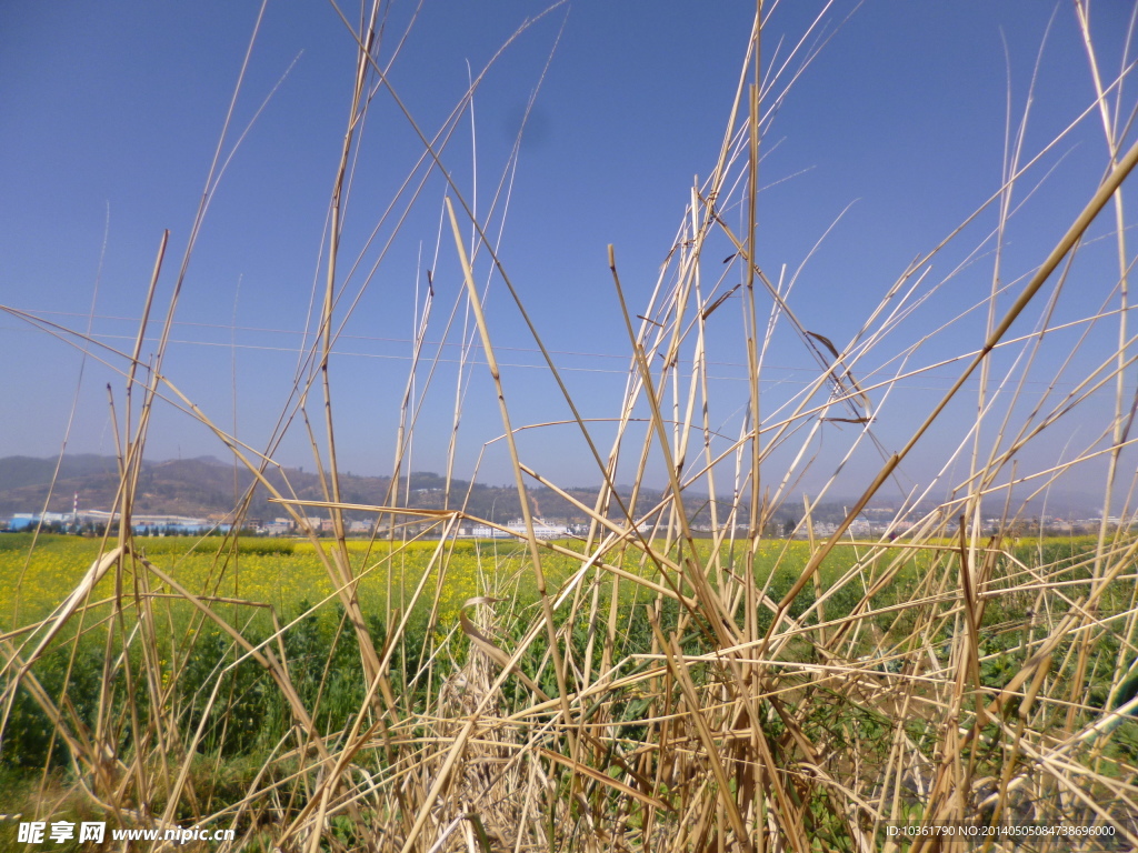 田野