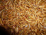 黄粉虫