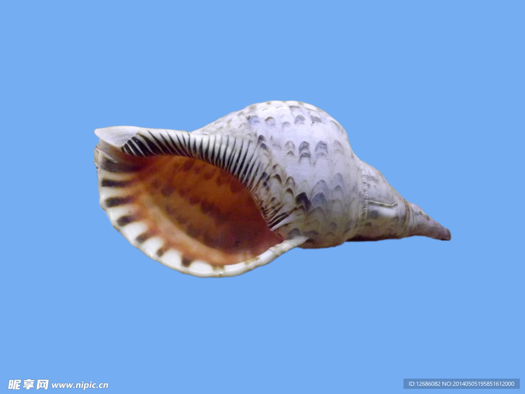 四大名螺之~唐冠螺 ~天然海螺 ~地中海風貝殼 ~魚缸水族裝飾 | Yahoo奇摩拍賣