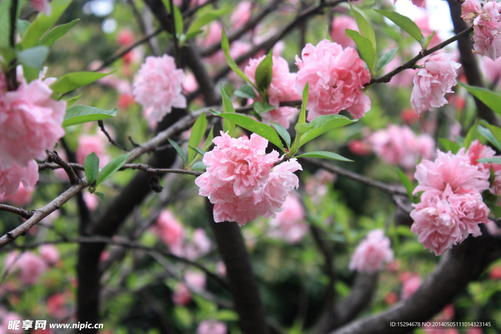 樱花 粉色 花卉