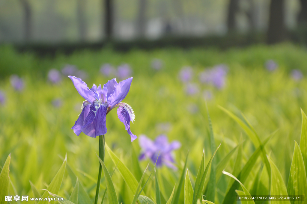 鸢尾花