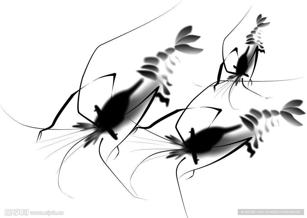 虾子