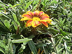 黄色 花朵 太阳花