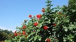 月季花