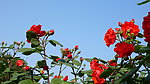 月季花