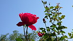 月季花